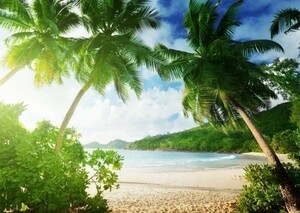 ビーチ 日差しと緑のヤシの木 海 楽園 癒し 絵画風 壁紙ポスター 特大A1版 830×585mm（はがせるシール式）028A1