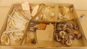 【貝の博物館・美品】大量出品 マスガイ トマヤ など 貝標本 希少 貝 貝殻 化石 アンティーク コレクション