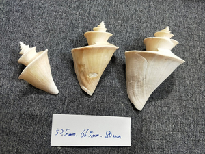 貝の標本Thatcheria mirabilis 52.5mm.66.5mm.80mm.set 3.nature lip台湾