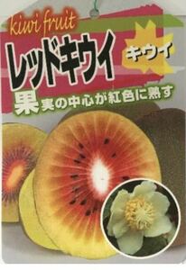 レッドキウイ 果実の中心が紅色に熟す キウイフルーツ 雌木