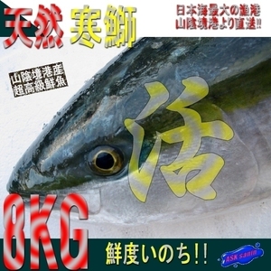 【鮮度抜群】「天然ブリ7-8kg」山陰境港、朝どれ直送！！