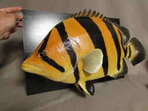 ●ハンドメイド　 48cmダトニオ　壁掛け　熱帯魚　観賞魚　フィギュア　レプリカ　模型　魚　 即決　fish craft REAL