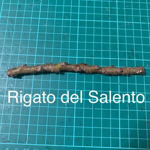 Rigato del Salento穂木　イチジク穂木 いちじく穂木 