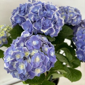 ●アジサイ●　鏡花水月　あじさい　紫陽花　5号鉢　鉢植えアジサイ