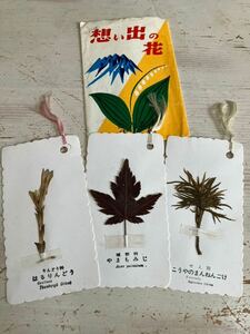 昭和レトロ　想い出の花　長崎　雲仙の押し花のしおり　はるりんどう　やまもみじ　まんねんごけ　レトロ