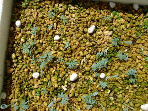 斑入り コマクサ 種子 15粒 山野草 高山植物