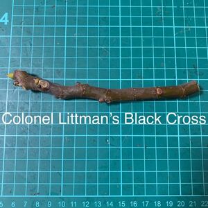 Colonel Littman’s Black Cross 穂木　イチジク穂木 いちじく穂木 