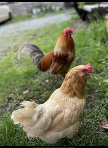 【選べる5個】平飼い世界最大級ブラマ鶏とアローカナの卵　食べ比べ5個