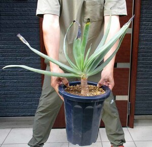 【現品】【大株】多頭　アロエ・プリカティリス（Aloe plicatilis）8号鉢　P8番