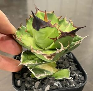 台湾株 白犀牛 トリケラトプス アガベ チタノタ agave 台湾株 検索用清櫻 大白鯊 皇冠 悪魔くん SAD スナグルトゥース シーザー