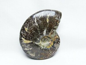 誠安◆極品天然AAAアンモナイト化石[T723-1604]