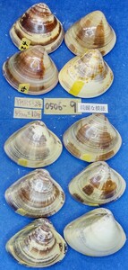 蛤 YMRS−24-0506-9　55mm×10個 綺麗な模様　　江戸前　ハマグリ　貝殻　標本　材料