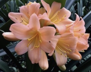クンシラン　ピーチ色のお花が咲きます！5号サイズ　痛みありの苗　フィロデンドロン　コーデックス　ハオルチア　シュンラン　イワチドリ