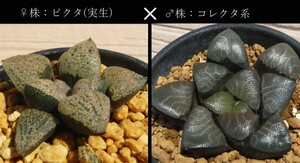 【種子を出品】◆　ハオルチア交配種子 【ピクタ(実生)×コレクタ系】 Haworthia hyb.5粒