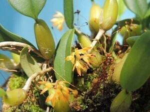 T♪小型洋蘭　Bulbophyllum ovatum　 洋ラン