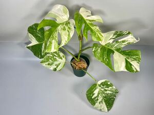 「20」MONSTERA ALBO BORSIGIANA VARIEGATA 白斑　モンステラ アルボ ボルシギアナ　斑入り