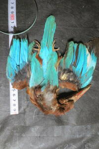 フライ羽根 キングフィッシャー( white-throated kingfisher ) コンプリート 毛鉤