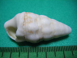 天然採取の貝殻　「正式名不明」　標本Ｓ０７　超美品　　Ａ－７