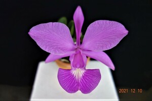 洋蘭原種カトレア C.walkeriana tipo 