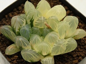 ■[W040]オブツーサ錦(180722-5)　ヤマト運輸 【多肉植物　Haworthia　ハオルチア　ハオルシア】