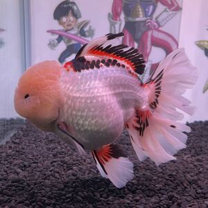 最高峰 タイ産 The Monsterトリカラーオランダローズテール 22cm± 極上極美 オランダ獅子頭 金魚 【AQUA SHOP 悟空】