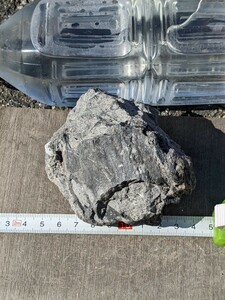 岐阜県金生山の貝化石