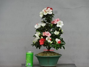 【趣味のさつき】 花のきれいな小品 「紅 姫」 樹高 30㎝　幹回り 5㎝　皐月盆栽 　