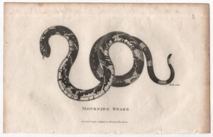 1802年 Shaw 銅版画 ナミヘビ科 フミキリヘビ属 フミキリヘビ Mourning Snake 博物画