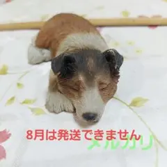 ぐっすりお昼寝ワンコ