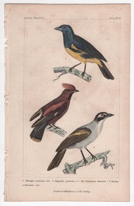1837年 Cuvier Animal Kingdom 手彩色 鋼版画 トルコイシフウキンチョウ キレンジャク ズグロヤシフウキンチョウ 博物画