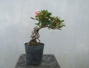 極小品　根上がり　さつき盆栽　　◆小鈴　（覆輪花）◆　　鉢　　２.５号深