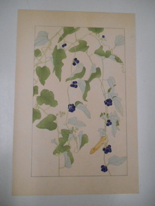 非水百花譜 青葛藤 杉浦非水 彩色刷木版 版画 附図 2枚セット 1920年代？ 大正後半～昭和前半 春陽堂発行 あおつづらふじ