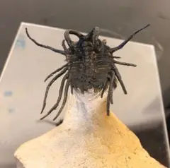 Dicranurus trilobite 三葉虫化石デボン紀モロッコ