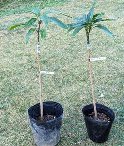 熱帯果樹　マンゴー２種類セット　（玉文　＋　アーウイン）　接木苗　送料込み