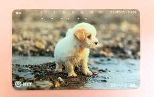 ■テレカ【子犬】使用済みテレフォンカード105 子犬シリーズ「道草」 NTT 品名105〈111-040〉可愛い子犬 コレクション