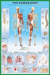 ■『ザ ヒューマン ボディ/人体解剖図』のポスター■