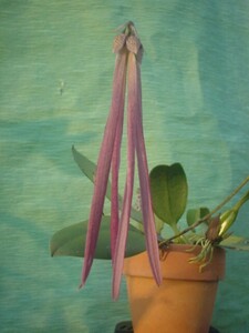 T♪洋蘭　Bulbophyllum plumatum 洋ラン