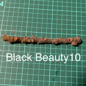 Black Beauty10穂木② イチジク穂木 いちじく穂木 