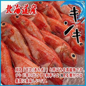 【業務用】北海道産 キンキ 約3kg 10〜15尾入 きんき 錦旗 高級魚