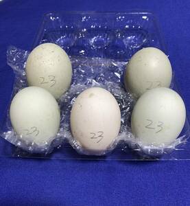 純白コールダック 【5個】食用卵 有精卵 