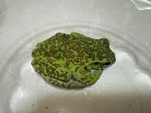 045 極美 モリアオガエル ゴールド系 神奈川県産 かえるカエル蛙生体 約6cm オスメス不明