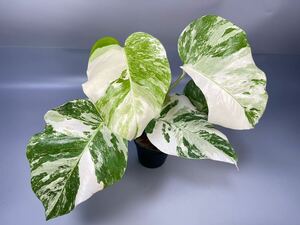 「16」MONSTERA ALBO BORSIGIANA VARIEGATA 白斑　モンステラ アルボ ボルシギアナ　斑入り