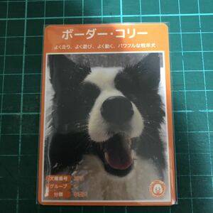 【犬種図鑑カード】 No.004 ボーダーコリー