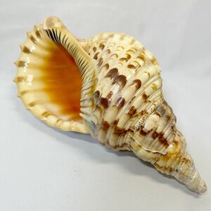 法螺貝　天然法螺貝　自然　長さ約36cm 現状品