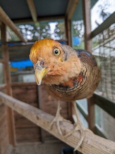 食用　キンケイの卵５個