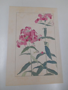 非水百花譜 草夾竹桃 杉浦非水 彩色刷木版 版画 附図 2枚セット 1920年代？ 大正後半～昭和前半 春陽堂発行 くさきょうちくとう