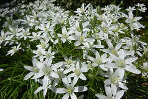 ●アマナ●山野草別名１１時の貴婦人・ベツレヘムの星と呼ぶ、優美で、貴賓のある純白の花,園芸店などでは売っておらず,とこしえの美しい花