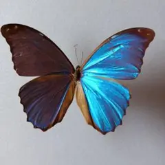 蝶標本　メネラウスモルフォ 2