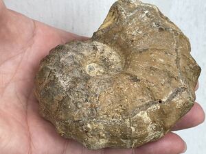 アンモナイト化石　Calycoceras tarrantense テキサス産　レアアンモナイト