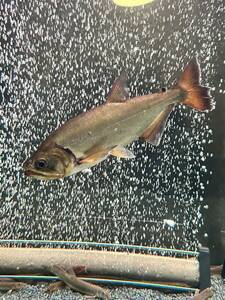 アルマータスカショーロ　牙魚　ワイルド　約18〜20センチ　カショーロ　古代魚　熱帯魚　アロワナ　　アジアアロワナ　ポリプテルス　混泳